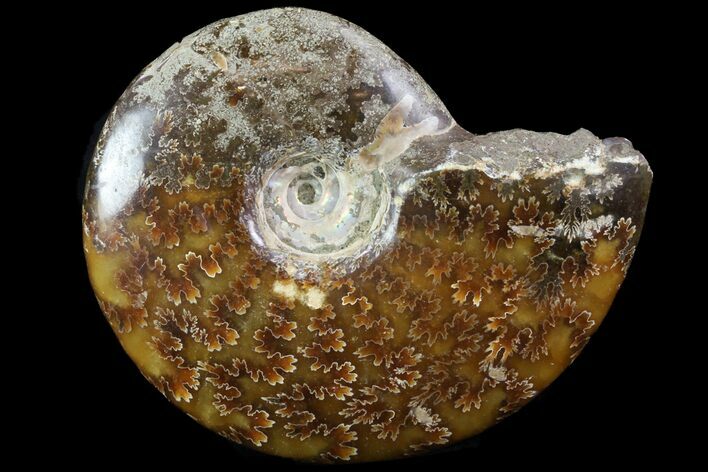 Polished, Agatized Ammonite (Cleoniceras) - Madagascar #75956